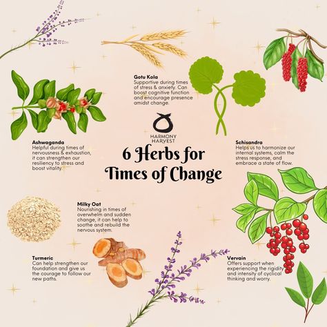 Embrace the power of nature's allies during times of change with these potent herbs: Ashwagandha for resilience, Milky Oat for nourishment, Turmeric for vitality, Schisandra for balance, Vervain for calm, and Gotu Kola for clarity. Let these herbal companions support you through transitions and transformations, guiding you with their wisdom and strength. 🌿🌙 #HerbalAlchemy . . . What are your go to herbs for times of change? Share it in the comment section! . . . #NatureConnection #RitualMagi... 30 Day Detox, Vegan Skincare Products, Baby Care Essentials, Kitchen Magic, Gotu Kola, Skin Detox, Healing Herbs, Vegan Skincare, Vegan Beauty