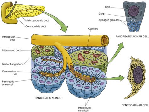 Studying Anatomy, Biology Diagrams, Photosynthesis And Cellular Respiration, Start Studying, Schematic Drawing, Learn Vocabulary, Cellular Respiration, Biology Facts, Biology Art