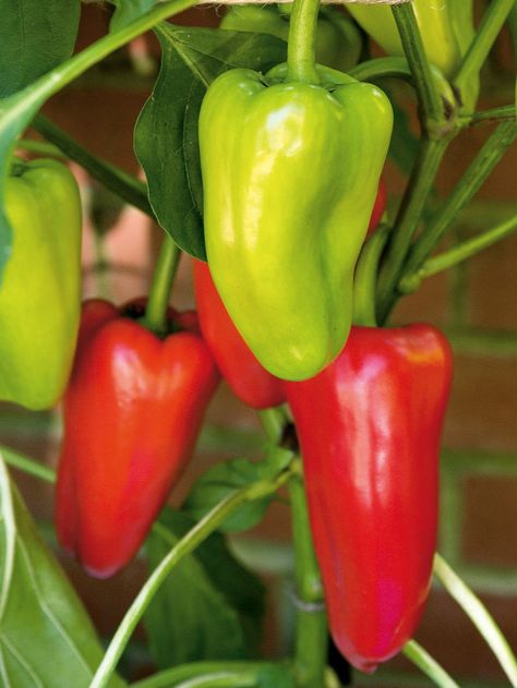 Pepper is one of the Top 5 Easiest Vegetable Crops to Grow and looks beautiful in the garden. |blessmyweeds.com Grow Peppers, Canning Peppers, Rabbit Resistant Plants, Gardening For Dummies, Growing Peppers, Vegetable Pictures, Hgtv Garden, Sweet Pepper, Starting A Vegetable Garden