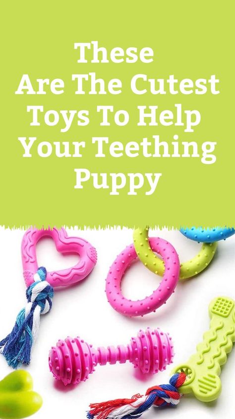 These are the best toys for helping your puppy through that tough teething phase. Puppies That Dont Shed, Chew Toys For Puppies, Puppy Teething Toys, Best Teething Toys, Toys For Puppies, Puppy Teething, Giant Breeds, Best Dog Toys, A Vet