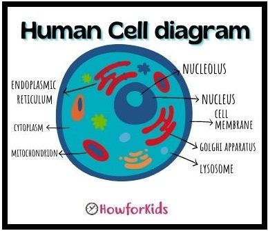 Levels of Organization in the Human Body Human Cell Model Project, Human Cell Drawing, Human Cell Model, Human Cell Project Ideas, Human Cell Anatomy, Human Cell Diagram, Organs And Their Functions, Human Cell Structure, Cell Pictures