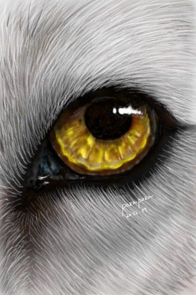 Wolf Eyes Drawing, Animal Eye Drawing, Wolf Eye Drawing, Game Of Thrones Wolves, Mobile Drawing, Eye Balls, Wolf Eyes, Wall Makeover, Animal Eyes