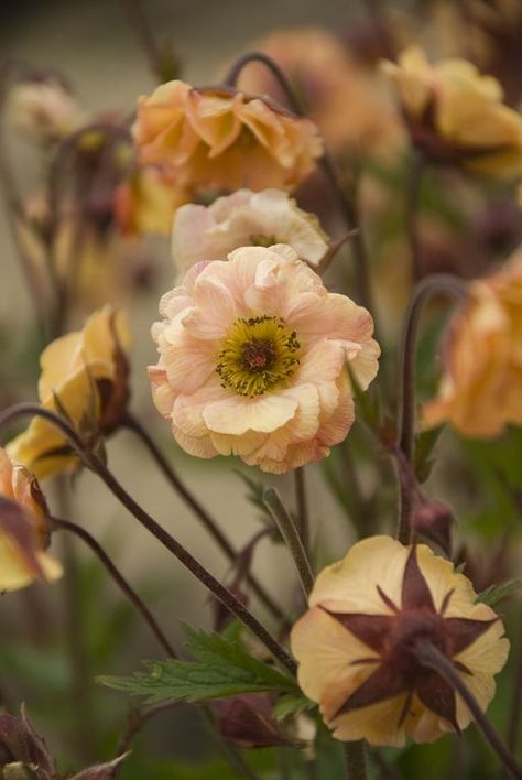 Geum 'Mai Tai' (Avens) Garden Shrubs, Mai Tai, Pretty Plants, Flower Farm, Beautiful Blooms, Front Garden, Outdoor Plants, Dream Garden, Garden Planning