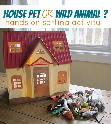 **did something very similar with my little guy last week** Pet vs wild animal sorting for preschool . Sorting and play together. Preschool Sorting, Animal Sorting, Wild Animal Art, Pets Preschool Theme, Art Preschool, Preschool Units, Pet Vet, Animal Activities, Play Together