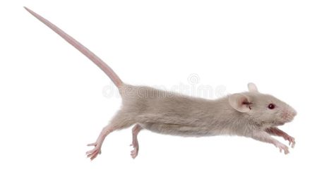 Young mouse jumping. In front of white background , #SPONSORED, #jumping, #mouse, #Young, #background, #white #ad Parsley Potatoes, Parmesan Pasta, Lemon Ricotta, Glazed Salmon, Spinach Pasta, Grocery Coupons, Cooking Classy, Low Carb Yum, Rodents