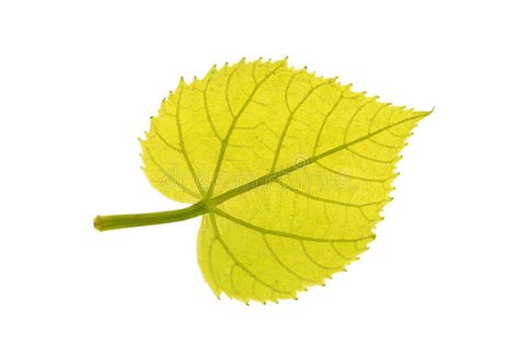 Green leaf of Common linden isolated on white. Background , #Aff, #Common, #leaf, #Green, #linden, #Background #ad Yellow Flash Of The Leaf, Leaf Falling From Tree, Green Maple Leaf, Linden Leaf, Linden Tree, Leaf Illustration, Leaf Logo, Leaf Green, White Stock