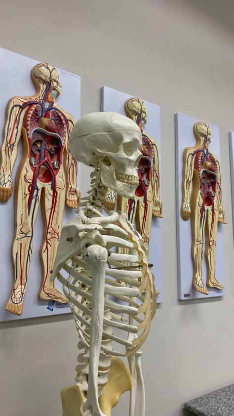 Anatomy Student Aesthetic, Med Life Aesthetic, Med School Aesthetic, Medicine Wallpaper, Medical Diagrams, Medicine Aesthetic, Faculty Of Medicine, Anatomy Aesthetic, Medical Pictures