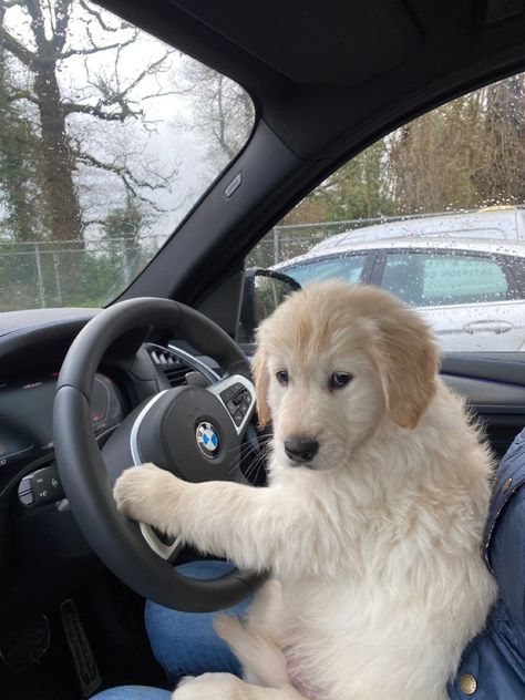 Gold Retriever Puppy, White Golden Retriever Puppy, White Golden Retriever, Gold Retriever, Rich Dog, Puppy Dog Pictures, Funny Animal Images, Cars Bmw, Dog Poses