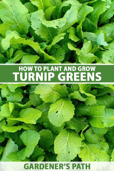 Growing Turnips, Turnip Salad, Turnip Greens, Vegetable Garden Diy, Turnips, Growing Plants Indoors, Garden Veggies, Square Foot Gardening, Better Homes And Garden