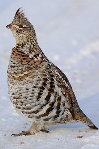 Pennsylvania State Bird – Ruffed Grouse – 50States.com Greater Roadrunner, Ruffed Grouse, Kalmia Latifolia, Bohemian Waxwing, Cedar Waxwing, James Audubon, Birds Of America, Dull Colors, State Birds