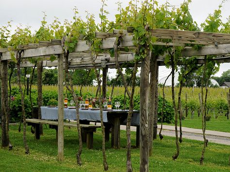 tuscan influence Vineyard Garden Ideas, Small Vineyard Backyard, Backyard Vineyard Ideas, Vineyard Pergola, Vineyard Garden, Backyard Vineyard, Cornwall Garden, Small Vineyard, Grape Vineyard