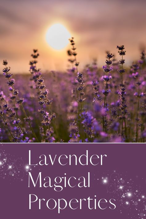 Check out the many different lavender magical properties here! Magical Properties Of Lavender, Lavender Magical Properties, Lavender Magic, Witch Spell Book, Witch Spell, Lavender Scent, Spell Book, A Flower, Health Benefits