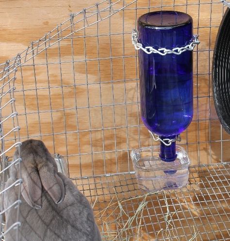 Rabbit Waterer Diy, Diy Rabbit Water Bottle, Diy Rabbit Watering System, Diy Gravity Water Bowl, Homestead Basics, Rabbit Waterer, Diy Rabbit Cage, Rabbit Water Bottle, Rabbit Feeder