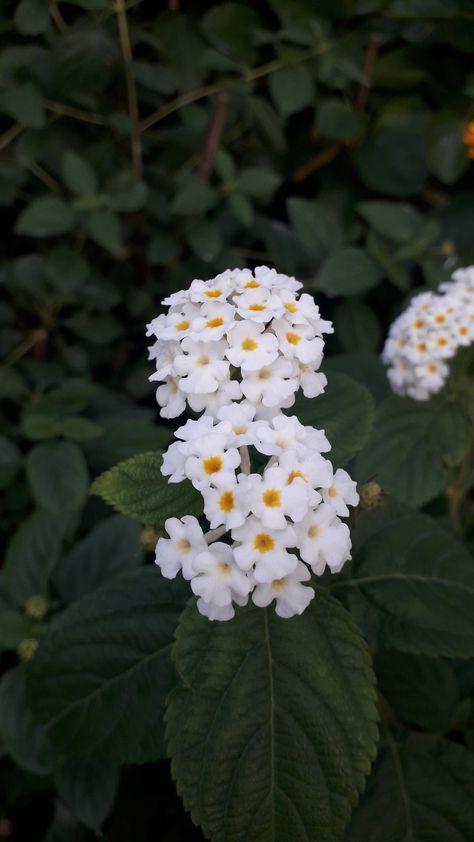 Lantana Flower, Nature Photography Quotes, Nature Light, Bike Drawing, Nature Photography Flowers, Butterfly Plants, Good Morning Beautiful Flowers, Flowers Photography Wallpaper, Nature Instagram