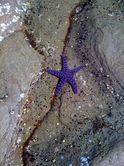 Hornby Island, Purple Starfish, Purple Place, Island Dresser, Island Gyal, Silver Hair, Shades Of Purple, Starfish, Vancouver