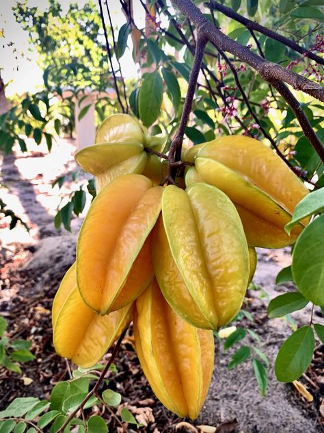 Starfruit Illustration, Fruits Illustration, Potted Fruit Trees, Star Fruit, Fruit Photography, Fruit Illustration, Exotic Fruit, Tropical Plants, Fruit Trees