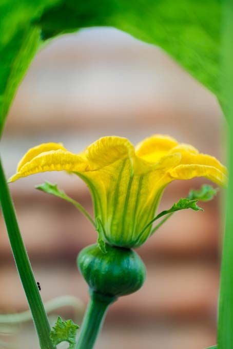 Growing Winter Squash, Pumpkin Blossoms, Dry Fruits Benefits, Winter Squash Varieties, Pumpkin Plant, Squash Flowers, Pnw Garden, Pumpkin Character, Growing Squash