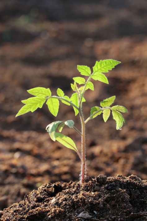 How To Fertilize Young Tomato Plants - Get Plants To Grow Fast!