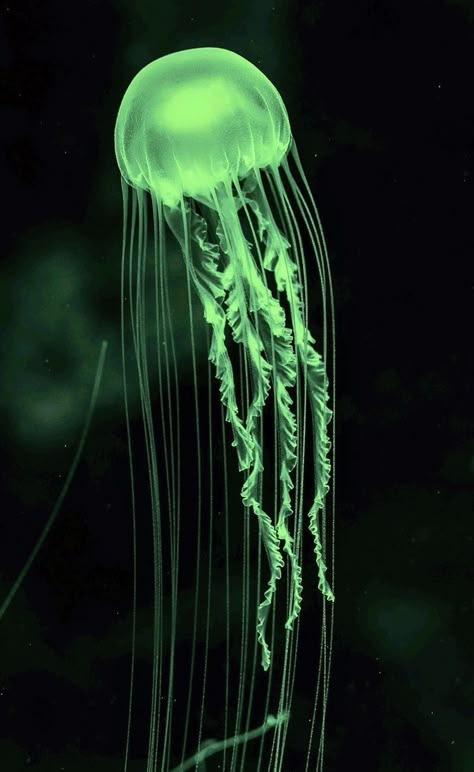 Green Jellyfish, Aesthetic Tumblr, Jellyfish, Neon Green, The Globe, Globe, Floating, Tumblr, Water