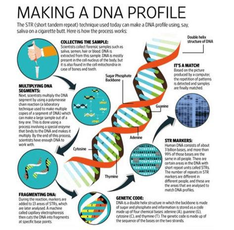 Union Cabinet clears DNA profiling bill Dna Infographic, Dna Profiling, Stem Biology, Microbiology Study, Dna Fingerprinting, Dna Technology, Data Science Learning, Natural Philosophy, Biology Art