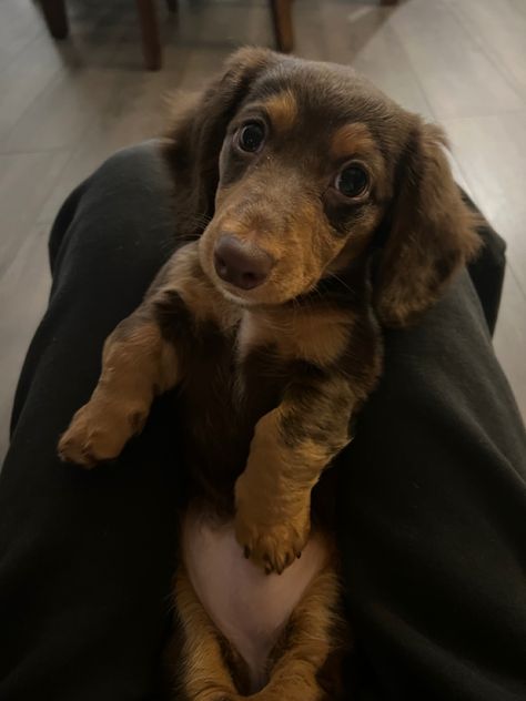 Mini Douchound, Sausage Dog Aesthetic, Aesthetic Dachshund, Dachshund Aesthetic, Cute Tiny Dogs, Daschund Puppies, Puppy Dachshund, Brown Dachshund, Dog Aesthetic