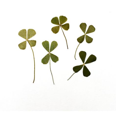 Clover Clipart, Leaf Home Decor, Tumblr Png, Backgrounds Nature, Clover 3, Collage Elements, Flower Home Decor, Png Aesthetic, Dried And Pressed Flowers