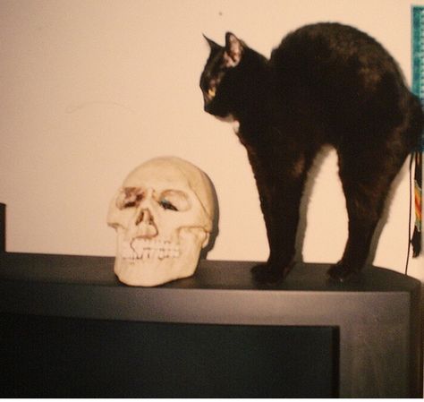 . Black Cat Aesthetic, A Black Cat, Season Of The Witch, Human Skull, A Skull, Cat Aesthetic, Halloween Horror, A Black, Black Cat