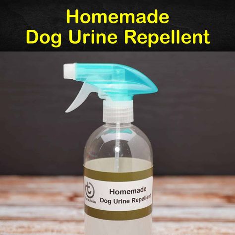 Keeping Dogs Away - 11 Homemade Dog Urine Repellent Tips and Recipes Dog Urine Odor Remover, Dog Deterrent Spray, Dog Urine Remover, Cleaning Cat Urine, Dog Repellent Spray, Cleaning Pet Urine, Dog Deterrent, Repellent Diy, Urine Remover