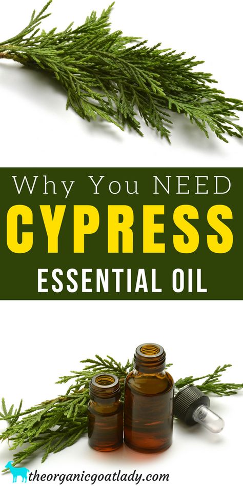 Aromatherapy Recipes, Essential Oil Recipes, Essential Oil Diffuser Blends, Health, Cypress Essential Oil Pioneer Living, Homestead Tips, Paint Practice, Suburban Homestead, Health Notes, Modern Homestead, Cypress Essential Oil, Aromatherapy Recipes, Homestead Ideas