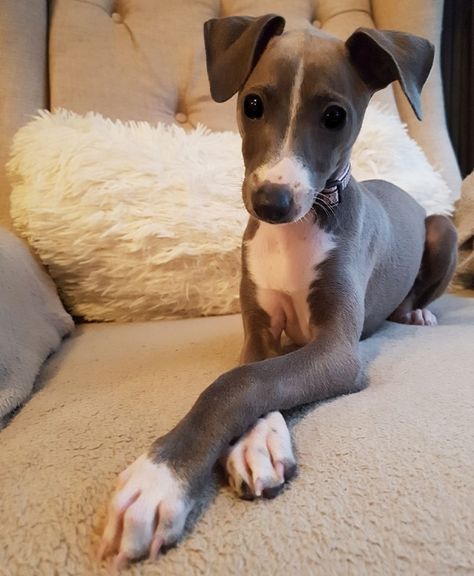 italian greyhound australia Italian Greyhound Colors, Italian Gray Hounds, Mini Italian Greyhound, Mini Greyhound, Miniature Italian Greyhound, Italian Greyhound Puppies, Greyhound Puppy, Dogs Images, Italian Greyhound Dog