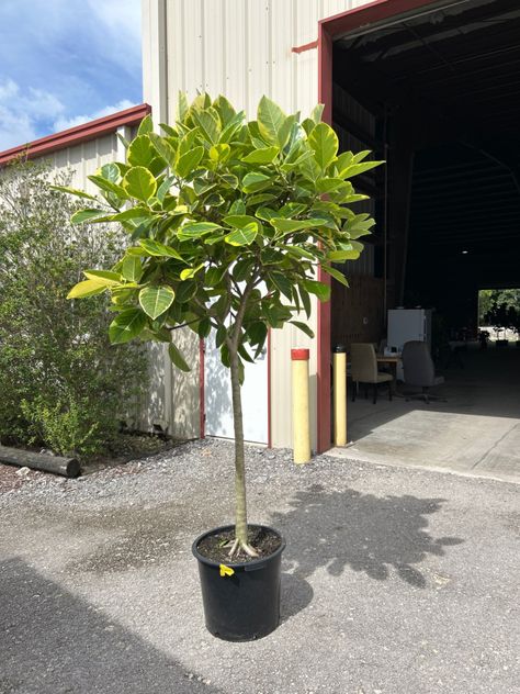 17” Ficus Altissima Yellow Gem Standard 7-8', Green, Variegated Ficus Altissima, Gem Tree, Yellow Gems, Gems, Yellow, Plants, Green, Quick Saves