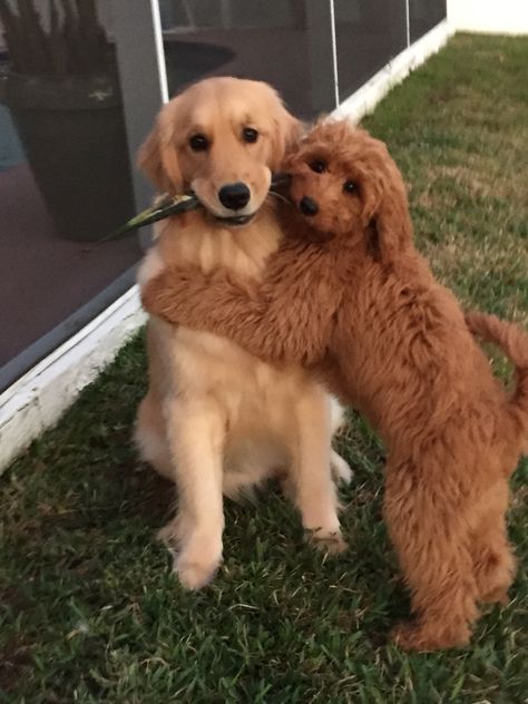 Reese and Ricky.... #bestbuds Teddy Bear Day, Funny Dog Pictures, Ellen Degeneres, Horse Pictures, Goldendoodle, Little Dogs, Friend Pictures, Mans Best Friend, Cuteness Overload