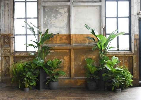 Stage Plants Decoration, Plant Wedding Alter, Potted Plants Wedding Ceremony, Tropical Plant Wedding, House Plant Wedding, Houseplant Wedding, Plant Themed Wedding, Majesty Palm, Palm Wedding