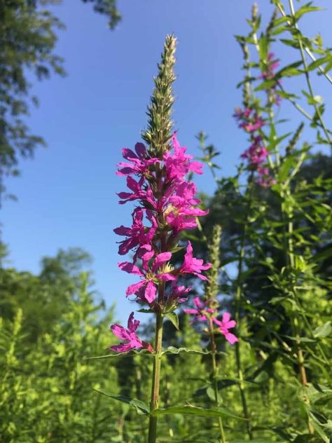 Purple Loosestrife: Herb of the Week · CommonWealth Holistic Herbalism Purple Loosestrife Plants, Holistic Herbalism, Purple Loosestrife, Tattoo Board, Herbal Tinctures, I'm Grateful, Herbal Magic, Invasive Species, Wild Plants