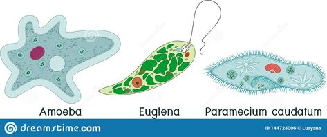 Unicellular Organisms, Background Illustration, Flowers Photography, Classroom Ideas, Biology, White Background, Stock Vector, Vector Illustration, Royalty Free Stock Photos