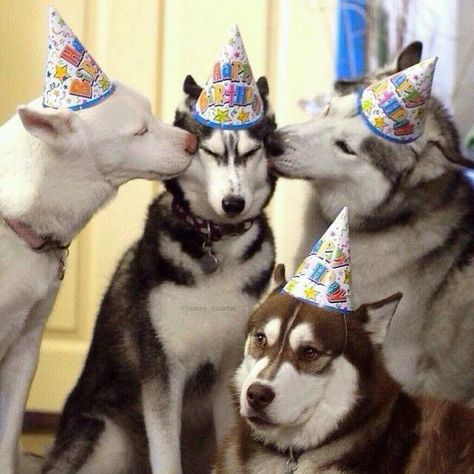 Birthday kisses for the Husky Birthday Boy Birthday Kiss, Cute Husky, Game Mode, Moon Moon, Siberian Huskies, Dog Party, Husky Dogs, Crazy Dog, Dog Birthday