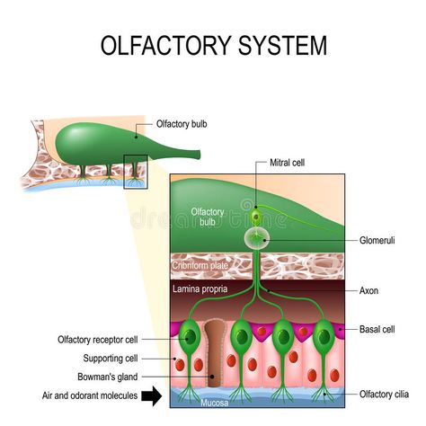 Olfactory system. Sense of smell. Human anatomy. Olfactory system inside the hum #Sponsored , #sponsored, #Sponsored, #system, #anatomy, #hum, #Sense Human Anatomy Illustration, Olfactory System, Anatomy Illustration, Basal Cell, Retail Design Display, Sense Of Smell, Design Display, Human Anatomy, Nerve