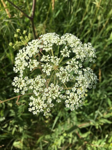 water hemlock flowers Deadly Flowers, Toxic Tattoo, Mystical Waterfall, Poison Plants, Water Hemlock, Poison Heart, Deadly Plants, Toxic Plants, Botanical Sketchbook