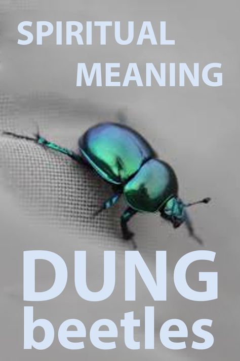 Spiritual Meaning of Dung Beetles Beetle Symbolism, Black Beetle, Dung Beetle, Totem Animals, Animal Spirit Guides, Black Bee, Spirit Animals, Weird Words, Blue Beetle