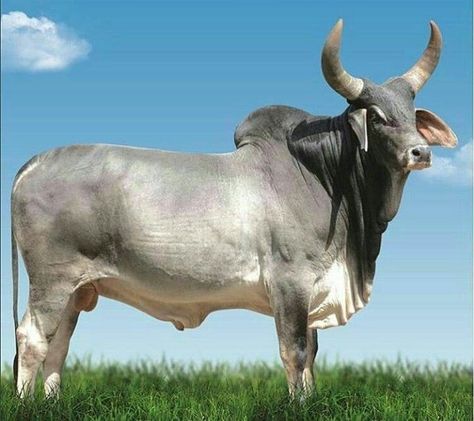 Zebu Cattle, Bull Artwork, Bull Pictures, Bull Images, Brahma Bull, Breeds Of Cows, Wild Bull, Bull Painting, Cattle Breeds