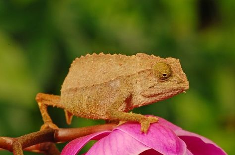 Pygmy Chameleon, Fire Ant Bites, Types Of Chameleons, Bear Hamster, Ant Bites, Veiled Chameleon, Reptile Room, Forest Habitat, Fire Ants