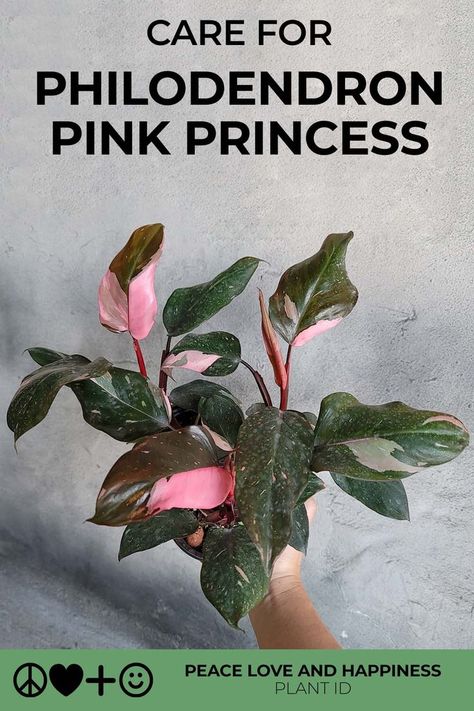 care for philodendron pink princess care for philo pink princess care for plants care for philos care instructions Blushing Philodendron, Philodendron Erubescens, Pink Princess Philodendron, Philodendron Care, Princess Philodendron, How To Make Pink, Dark Leaves, Philodendron Pink Princess, Peace Love Happiness