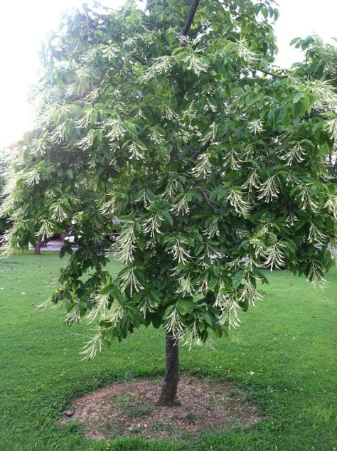 Growing the Sourwood Tree is a challenge that can be overcome by understanding the needs of this beautiful native tree. Sourwood honey is enough reason Garden Front Of House, Small Vegetable Gardens, Rising Above, Pond Landscaping, Planting Plan, Specimen Trees, Home Landscaping, Front Yard Garden, Garden Trees