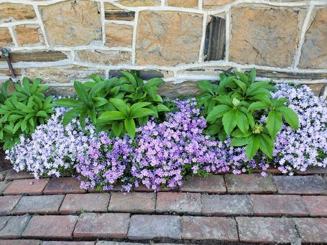 Creeping Phlox Border, Creeping Phlox Ideas Flower Beds, Creeping Phlox Landscaping, Creeping Phlox Ideas, Phlox Flower, Hosta Flower, Communal Garden, Phlox Plant, Phlox Subulata