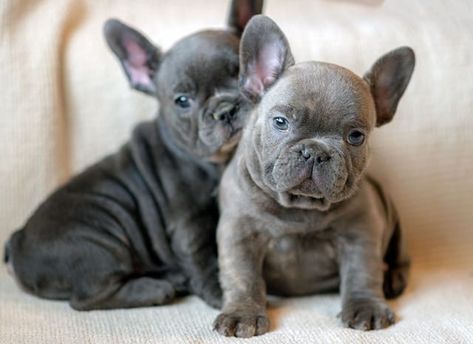 Lilac French Bulldog, Baby French Bulldog, Blue Frenchie, French Bulldog Breed, Newborn Puppies, Bulldog Breeds, Really Cute Puppies, Francia Bulldog, Bulldog Puppies For Sale