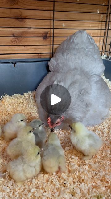 Fluffy Chickens, Fluffy Chicken, Crazy Chicken Lady, Pet Chickens, Perfect Love, The Nest, Baby Chicks, Farm Animals, Mom Life