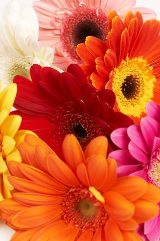 Gerbera Daisy Colors, Daisy Colors, Make Centerpieces, Fav Flower, Jessica Ann, Gerber Daisy, Virtual Flowers, Gerbera Daisies, Gerber Daisies