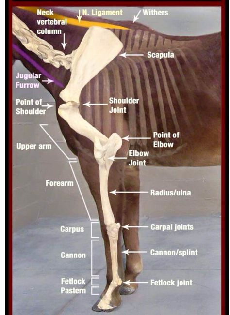 Shoulder anatomy Equine Massage, Equine Veterinary, Equine Care, Horse Information, Vet Medicine, Horse Care Tips, Horse Facts, Equine Therapy, Horse Anatomy