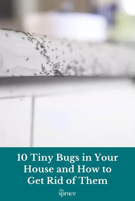 No one wants insects inside their home. Here are 10 tiny bugs you might be seeing in your home and how to get rid of them. #diypestcontrol  #cleanhouse #cleaningguide #cleaninghacks #cleaningtips  #stepbystepcleaning #thespruce Brown Bugs, Kill Roaches, Get Rid Of Flies, Vacuum Container, Kill Ants, Diy Pest Control, Household Pests, Wood Sink, Stink Bugs