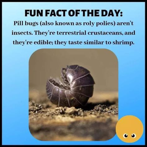 Cool Bug Facts, Bug Facts, Animal Facts Interesting, Classroom Pets, Funny Lists, Pill Bug, Cool Bugs, Fact Of The Day, Facts For Kids